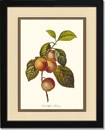 Apple, Crab - Charting Nature