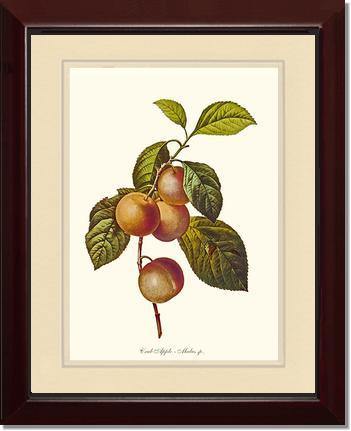Apple, Crab - Charting Nature