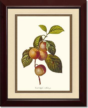 Apple, Crab - Charting Nature