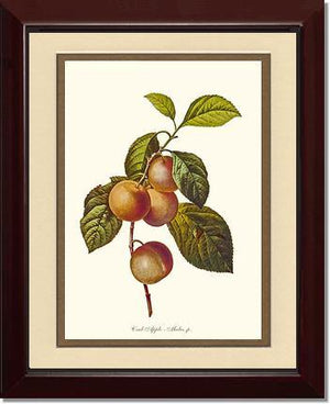 Apple, Crab - Charting Nature