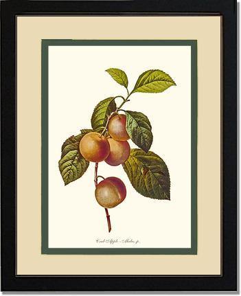 Apple, Crab - Charting Nature
