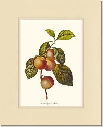 Apple, Crab - Charting Nature
