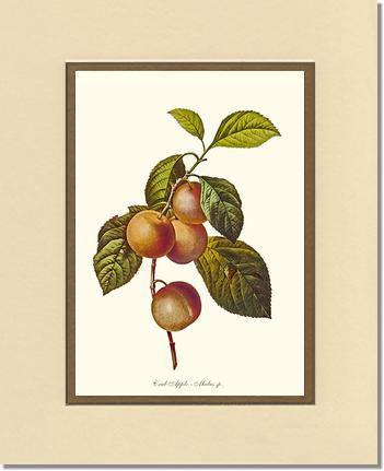 Apple, Crab - Charting Nature