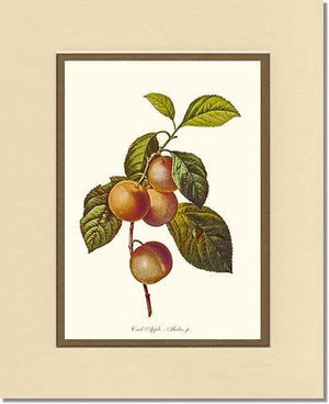 Apple, Crab - Charting Nature