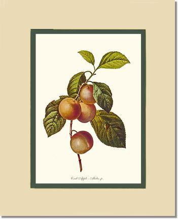 Apple, Crab - Charting Nature