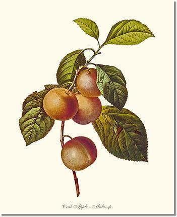 Fruit Print: Apple, Crab