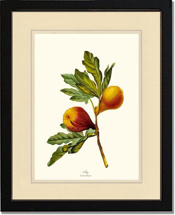 Fig | Vintage Redouté's Fruit Wall art print