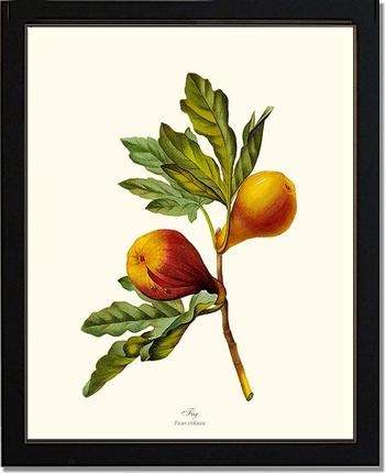 Fig | Vintage Redouté's Fruit Art Print