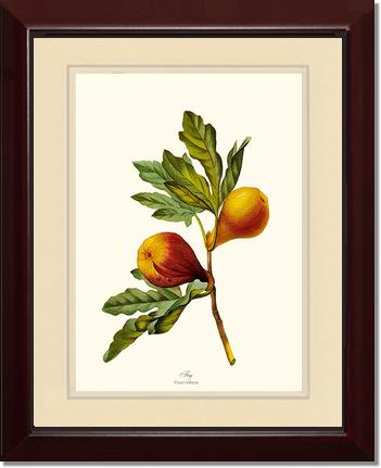 Fig | Vintage Redouté's Fruit Wall art print