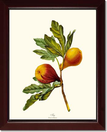 Fig | Vintage Redouté's Fruit Wall art print