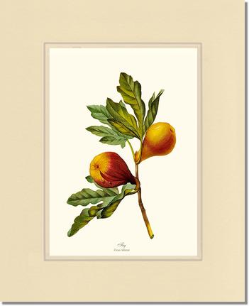 Fig | Vintage Redouté's Fruit Wall art print