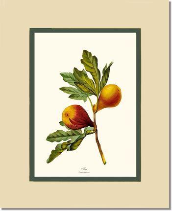 Fig | Vintage Redouté's Fruit Wall art print