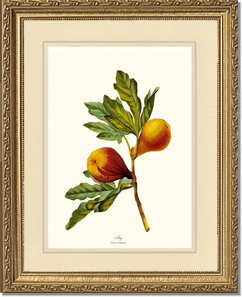 Fig | Vintage Redouté's Fruit Wall art print