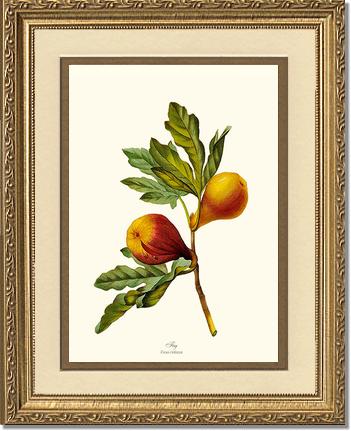 Fig a Redoute Fruit Art Print Illustration | Vibrant & Intricate