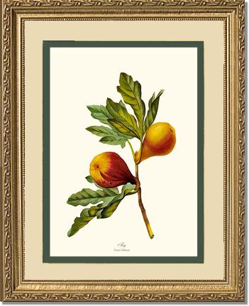 Fig | Vintage Redouté's Fruit Wall art print
