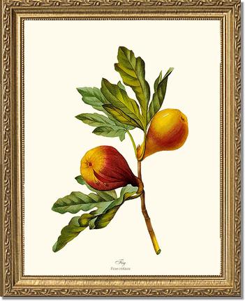 Fig | Vintage Redouté's Fruit Wall art print