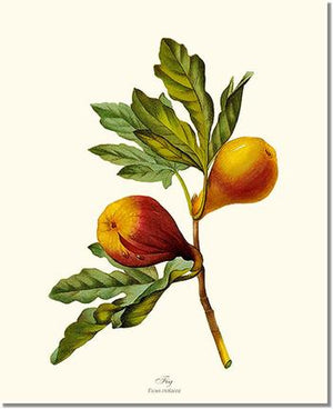 Fruit Print: Fig