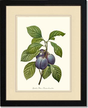 Plum, Garden | Vintage Redouté's Fruit Wall art print