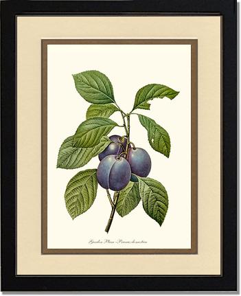 Plum, Garden | Vintage Redouté's Fruit Wall art print