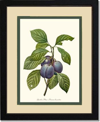 Plum, Garden | Vintage Redouté's Fruit Wall art print