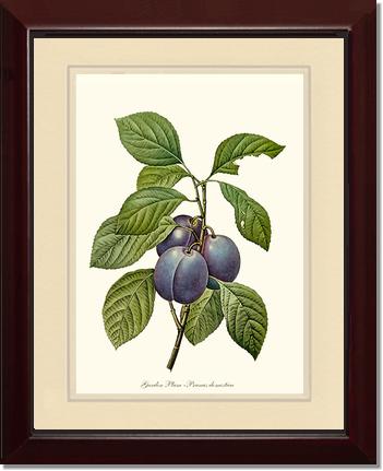 Plum, Garden | Vintage Redouté's Fruit Wall art print