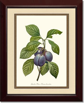 Plum, Garden | Vintage Redouté's Fruit Wall art print