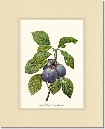 Plum, Garden | Vintage Redouté's Fruit Wall art print