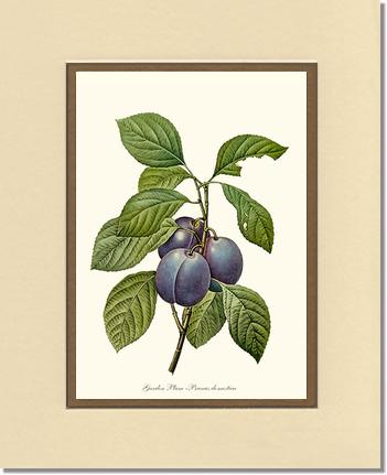 Plum, Garden | Vintage Redouté's Fruit Wall art print