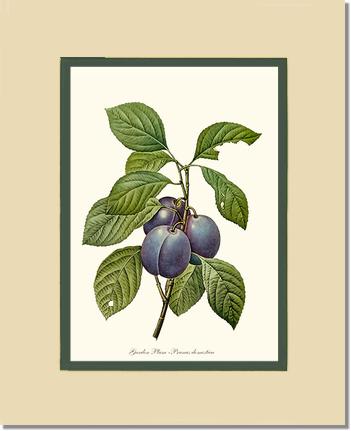 Plum, Garden | Vintage Redouté's Fruit Wall art print