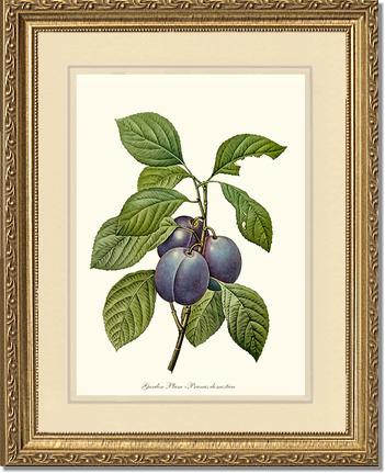 Plum, Garden | Vintage Redouté's Fruit Wall art print