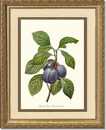 Plum, Garden | Vintage Redouté's Fruit Wall art print