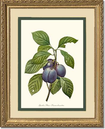 Plum, Garden | Vintage Redouté's Fruit Wall art print