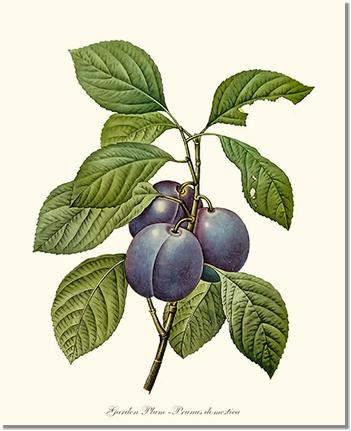 Plum, Garden | Vintage Redouté's Fruit Wall art print