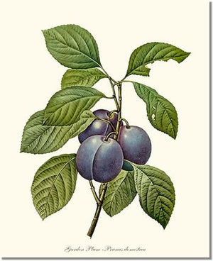 Fruit Print: Plum, Garden