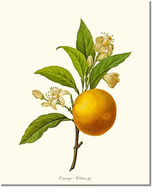 Fruit Print: Orange