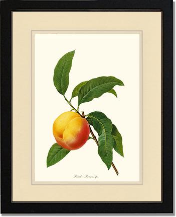 Peach | Vintage Redouté's Fruit Wall art print