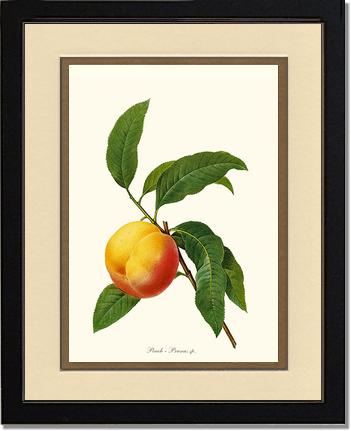 Peach | Vintage Redouté's Fruit Wall art print