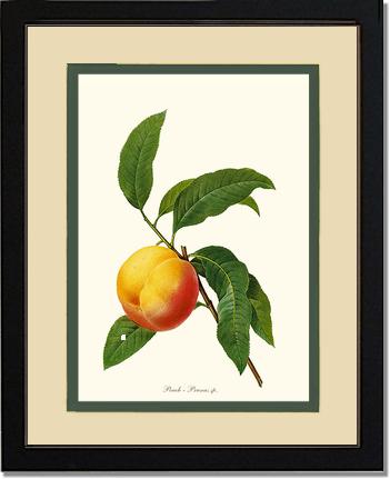 Peach | Vintage Redouté's Fruit Wall art print