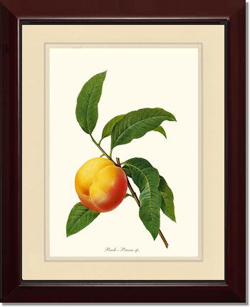 Peach | Vintage Redouté's Fruit Wall art print