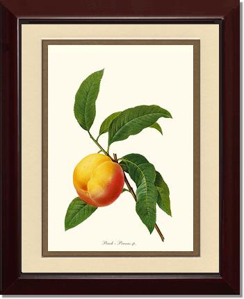 Peach | Vintage Redouté's Fruit Wall art print