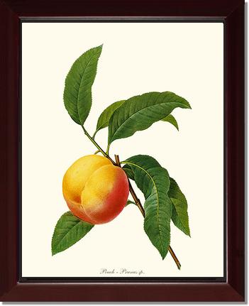 Peach | Vintage Redouté's Fruit Wall art print