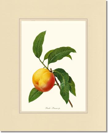 Peach | Vintage Redouté's Fruit Wall art print