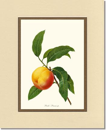Peach | Vintage Redouté's Fruit Wall art print