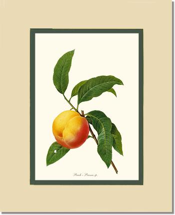 Peach | Vintage Redouté's Fruit Wall art print