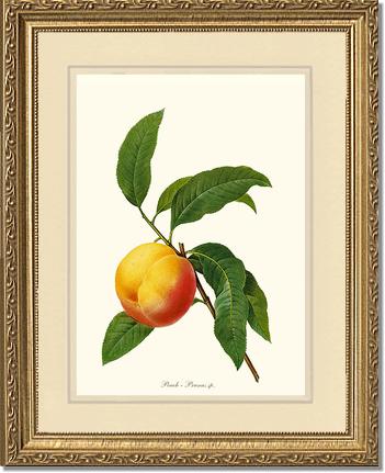 Peach | Vintage Redouté's Fruit Wall art print