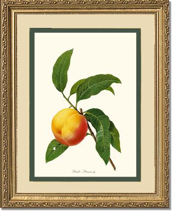 Peach | Vintage Redouté's Fruit Wall art print