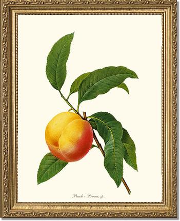 Peach | Vintage Redouté's Fruit Wall art print