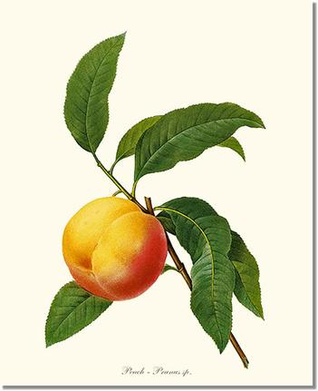Peach | Vintage Redouté's Fruit Wall art print
