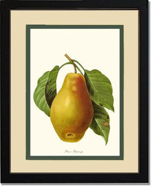Pear