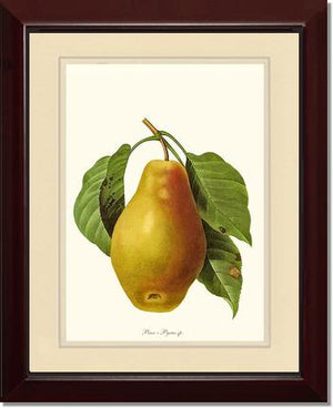 Pear